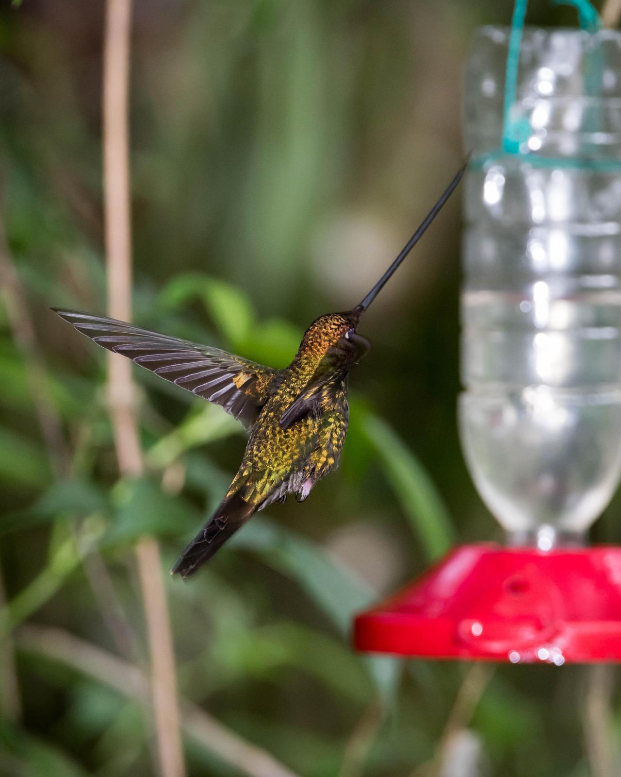 Sword-billed Hummingbird Photo by Harold Davis