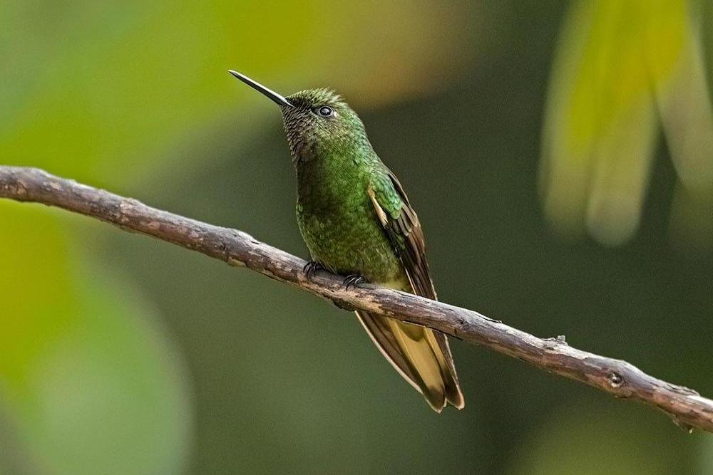 Buff-tailed Coronet Photo by William Ervin