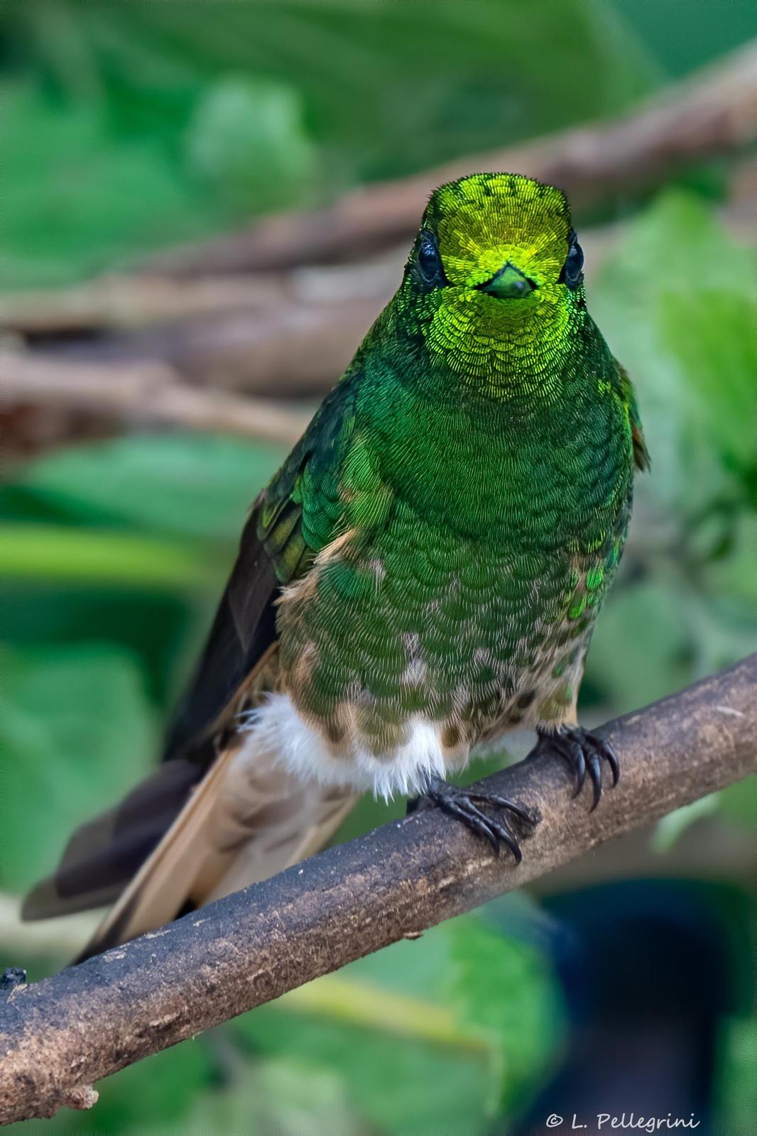 Buff-tailed Coronet Photo by Laurence Pellegrini