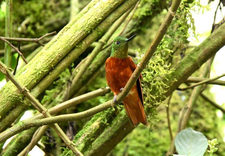 Chestnut-breasted Coronet Photo by James Starr