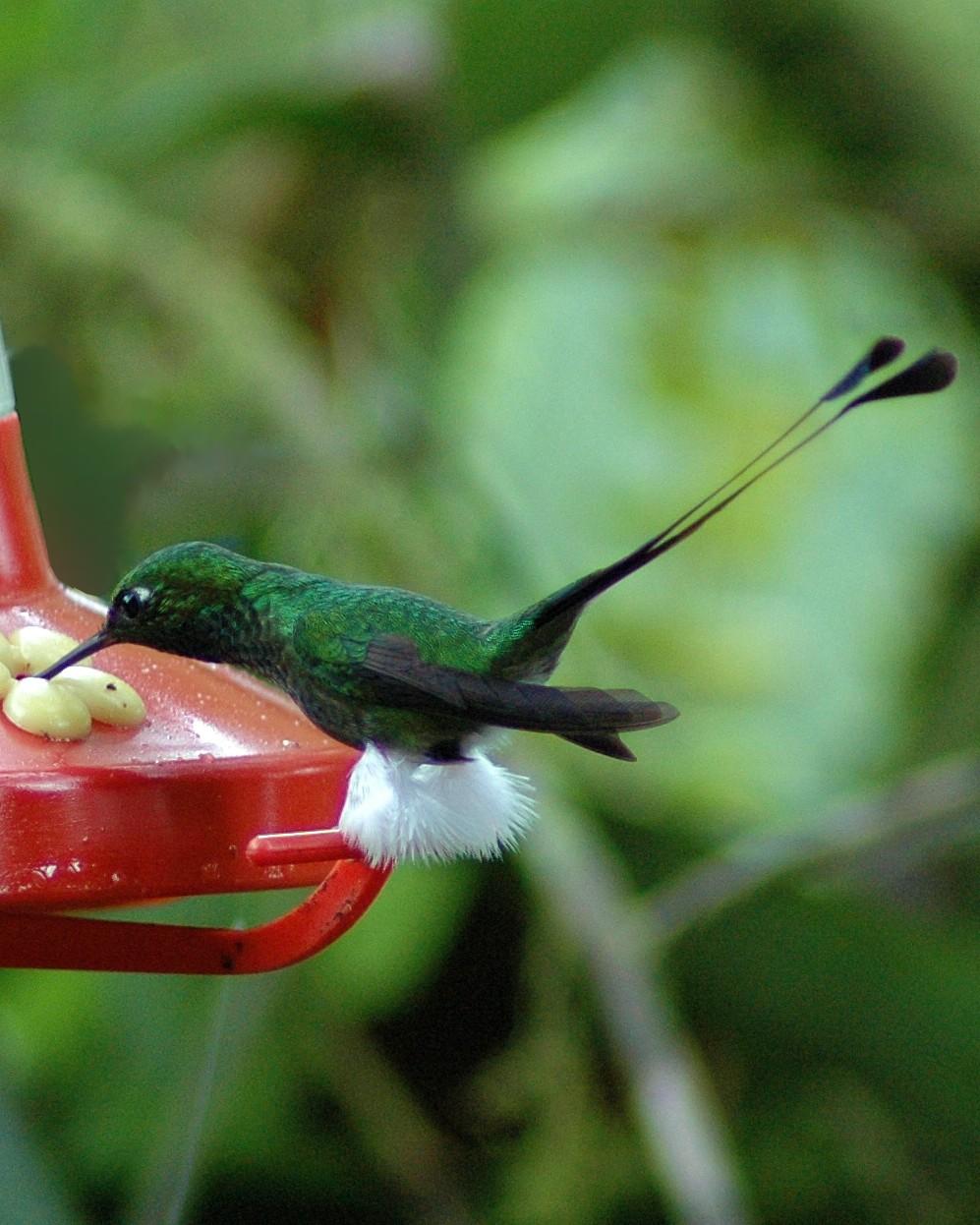 Booted Racket-tail Photo by David Hollie