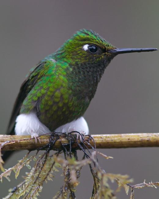 Booted Racket-tail Photo by Jeffrey Gordon