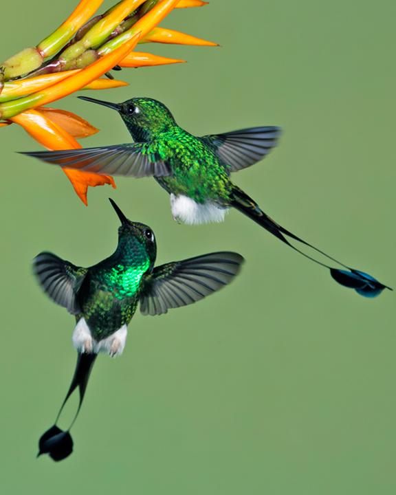 Booted Racket-tail Photo by Nick Athanas