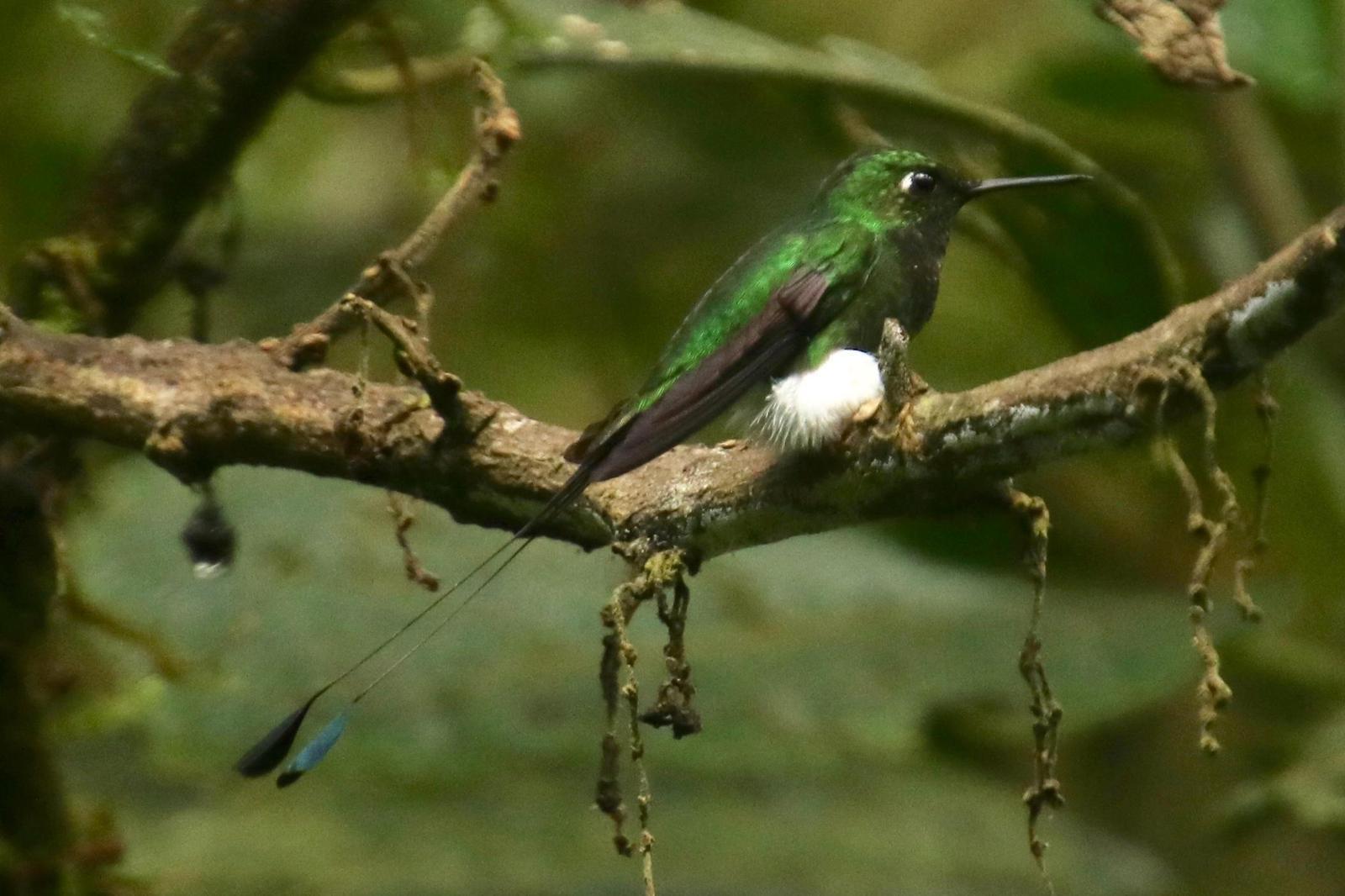 Booted Racket-tail Photo by Kathleen John