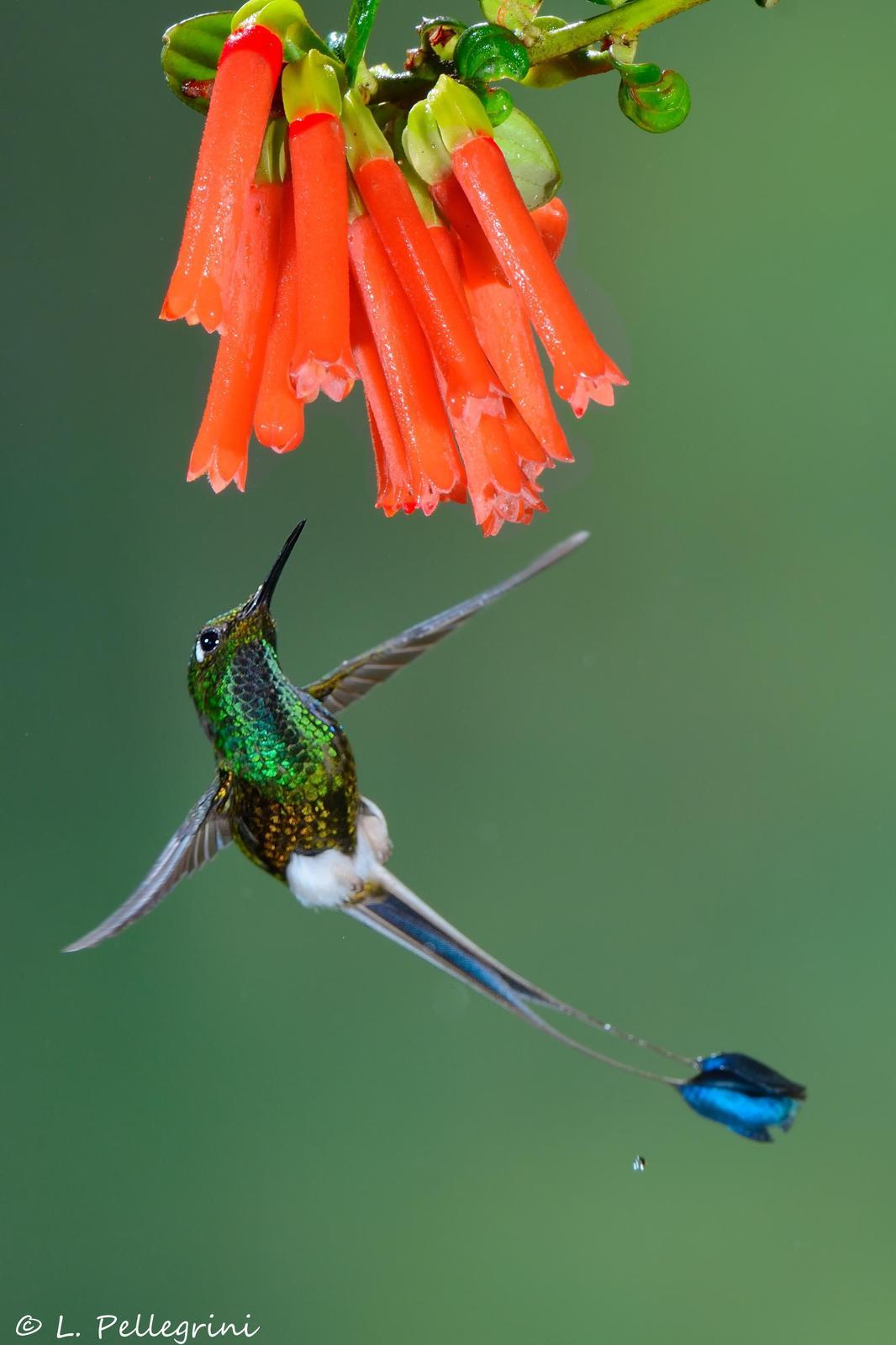 Booted Racket-tail Photo by Laurence Pellegrini