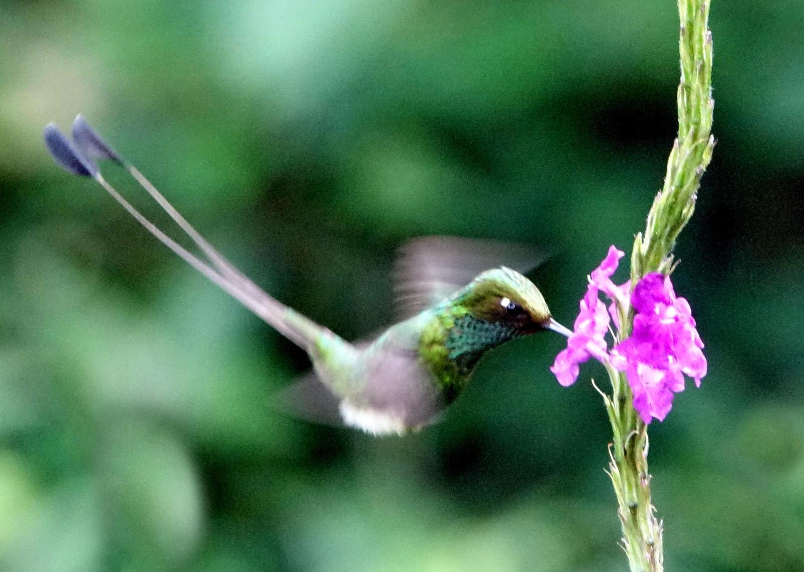 Booted Racket-tail Photo by Doug Swartz