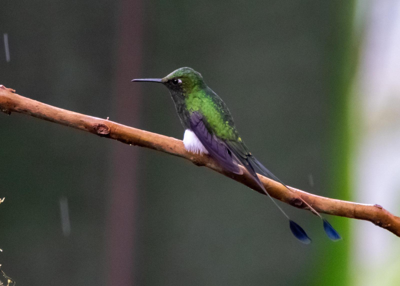 Booted Racket-tail Photo by Gerald Hoekstra