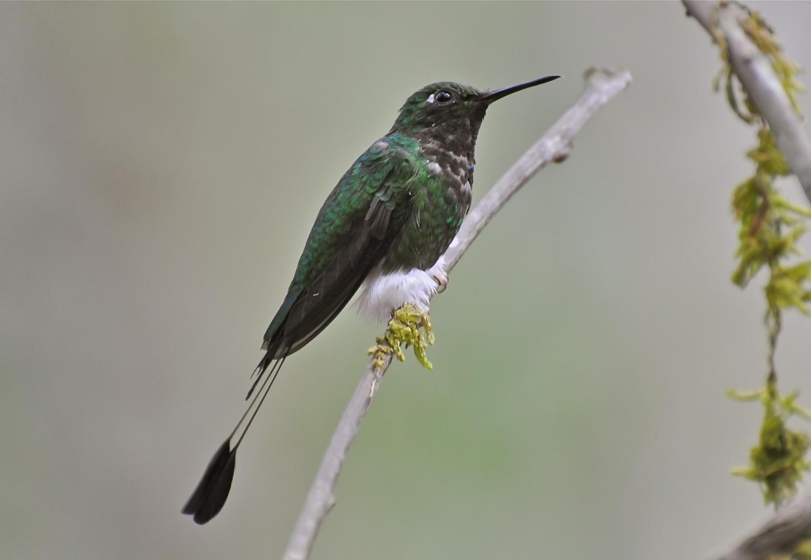 Booted Racket-tail Photo by Debra Herst
