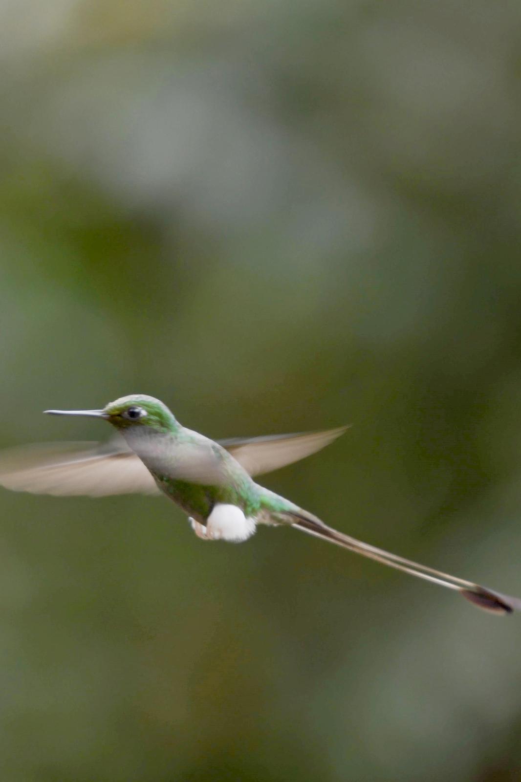 Booted Racket-tail Photo by Ann Doty