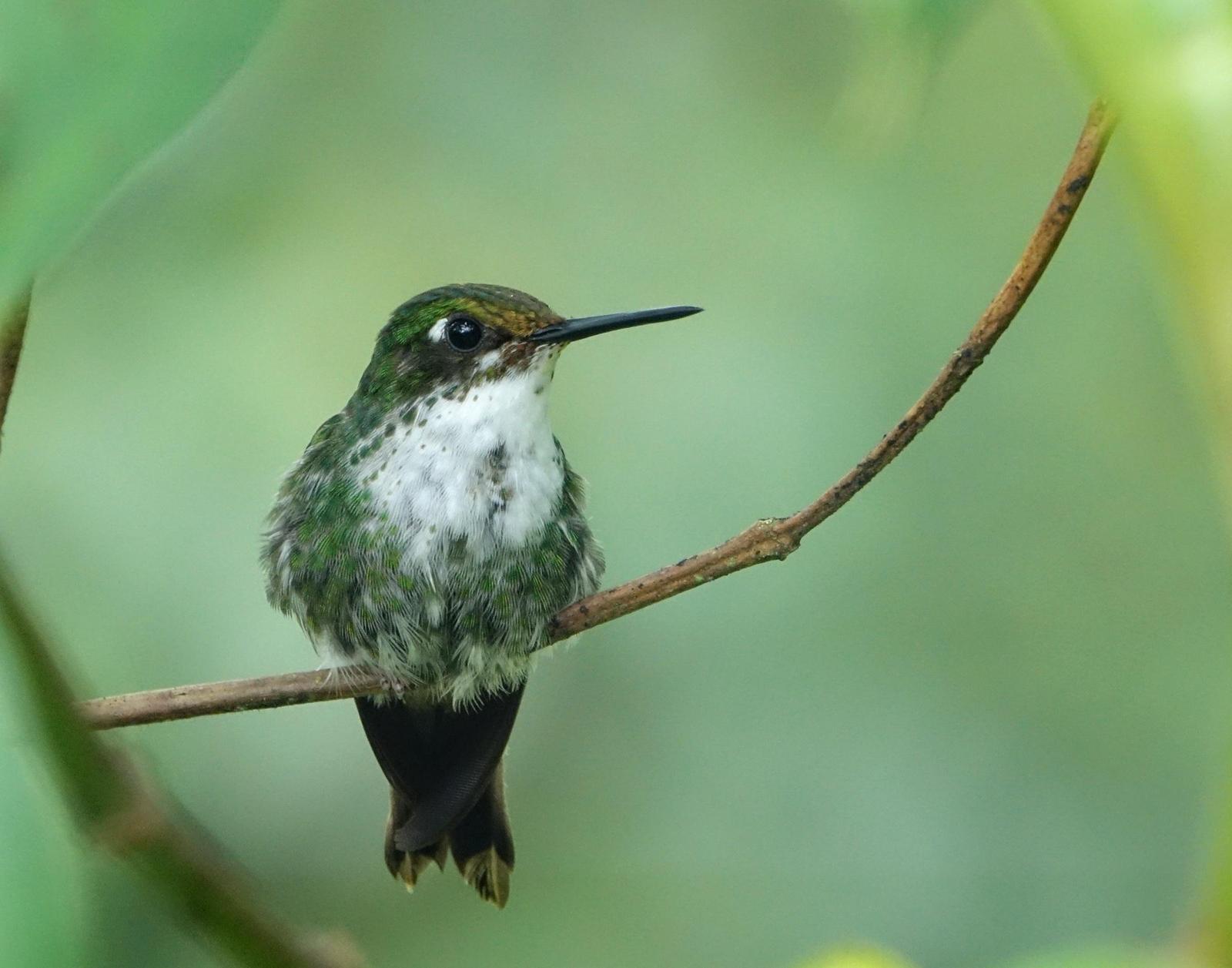 Booted Racket-tail Photo by Doug Swartz