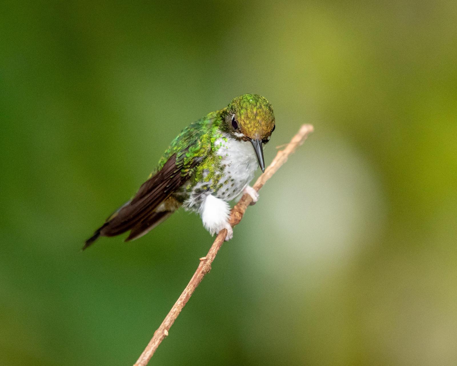 Booted Racket-tail Photo by Harold Davis