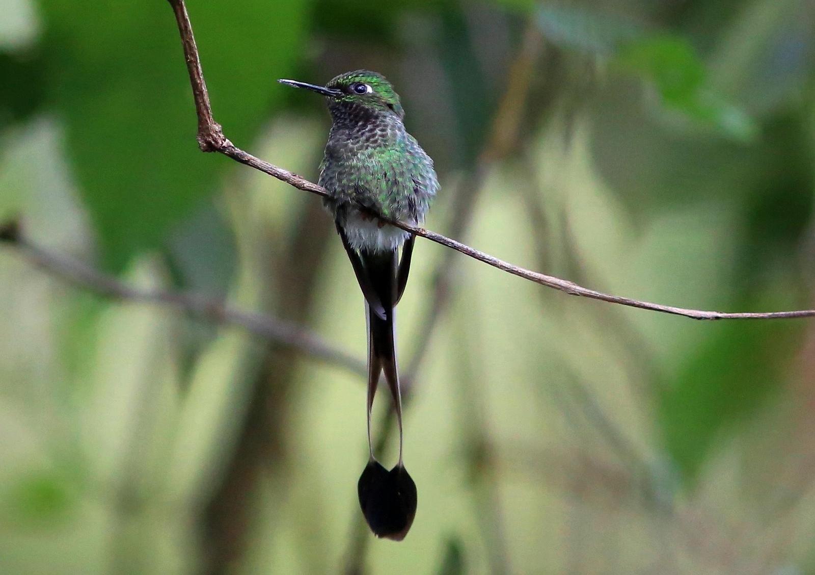 Booted Racket-tail Photo by Rohan van Twest