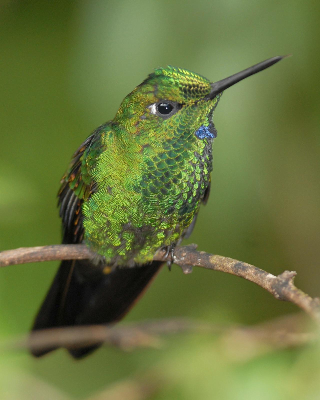 Green-crowned Brilliant Photo by David Hollie