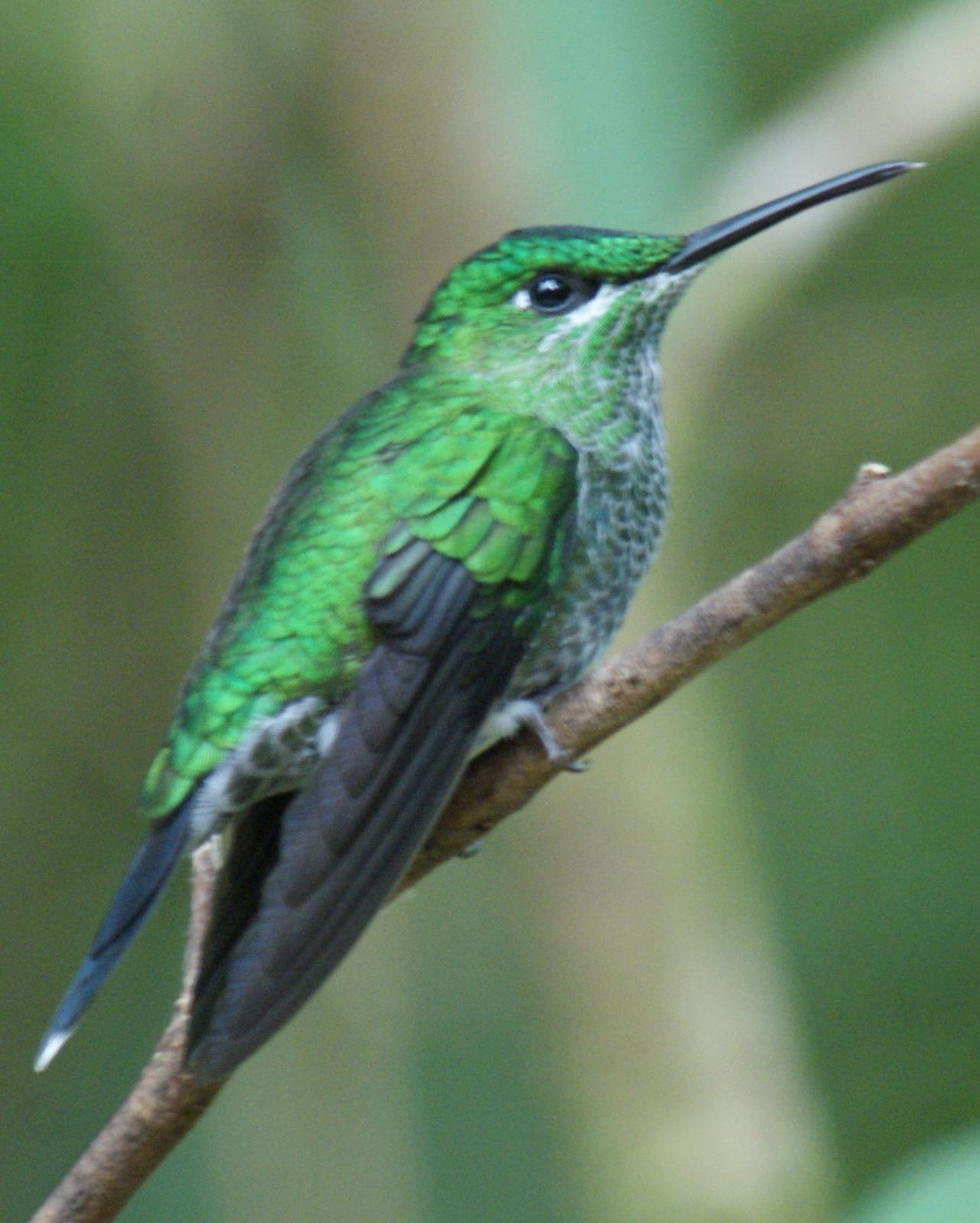 Green-crowned Brilliant Photo by Robin Oxley