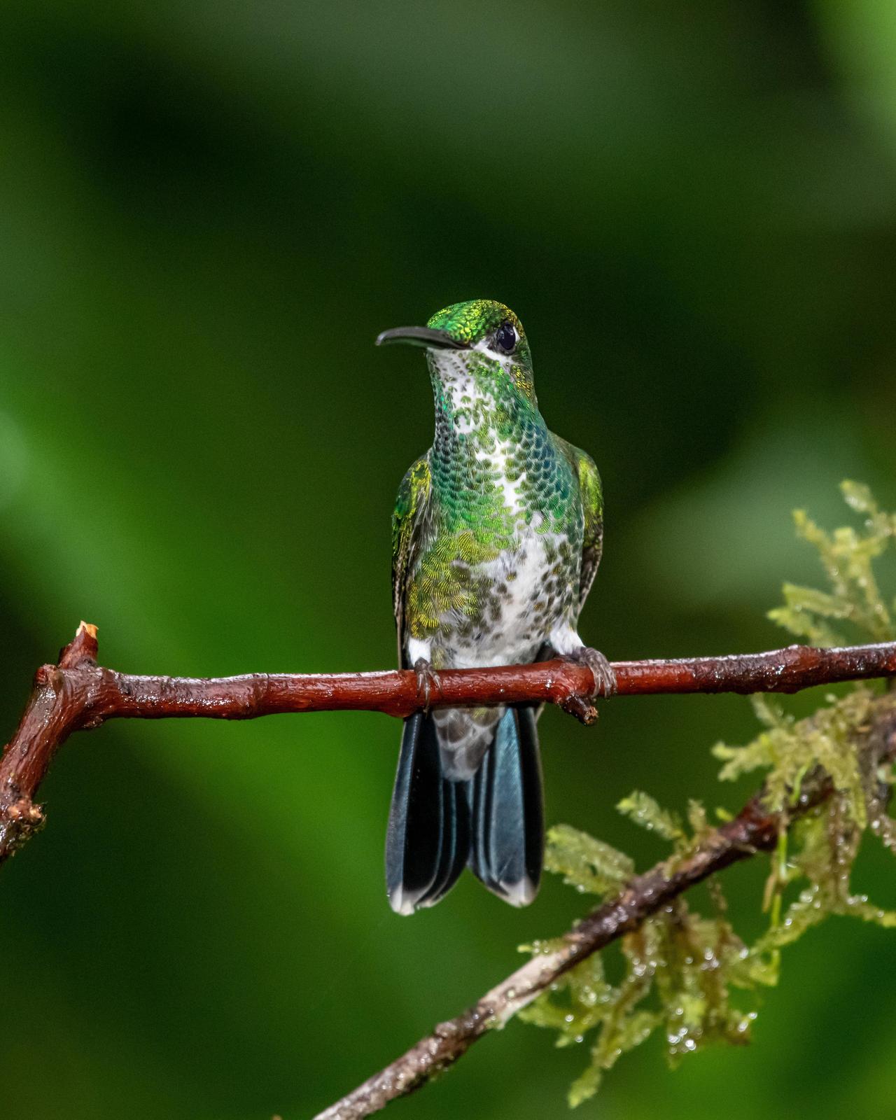 Green-crowned Brilliant Photo by Harold Davis