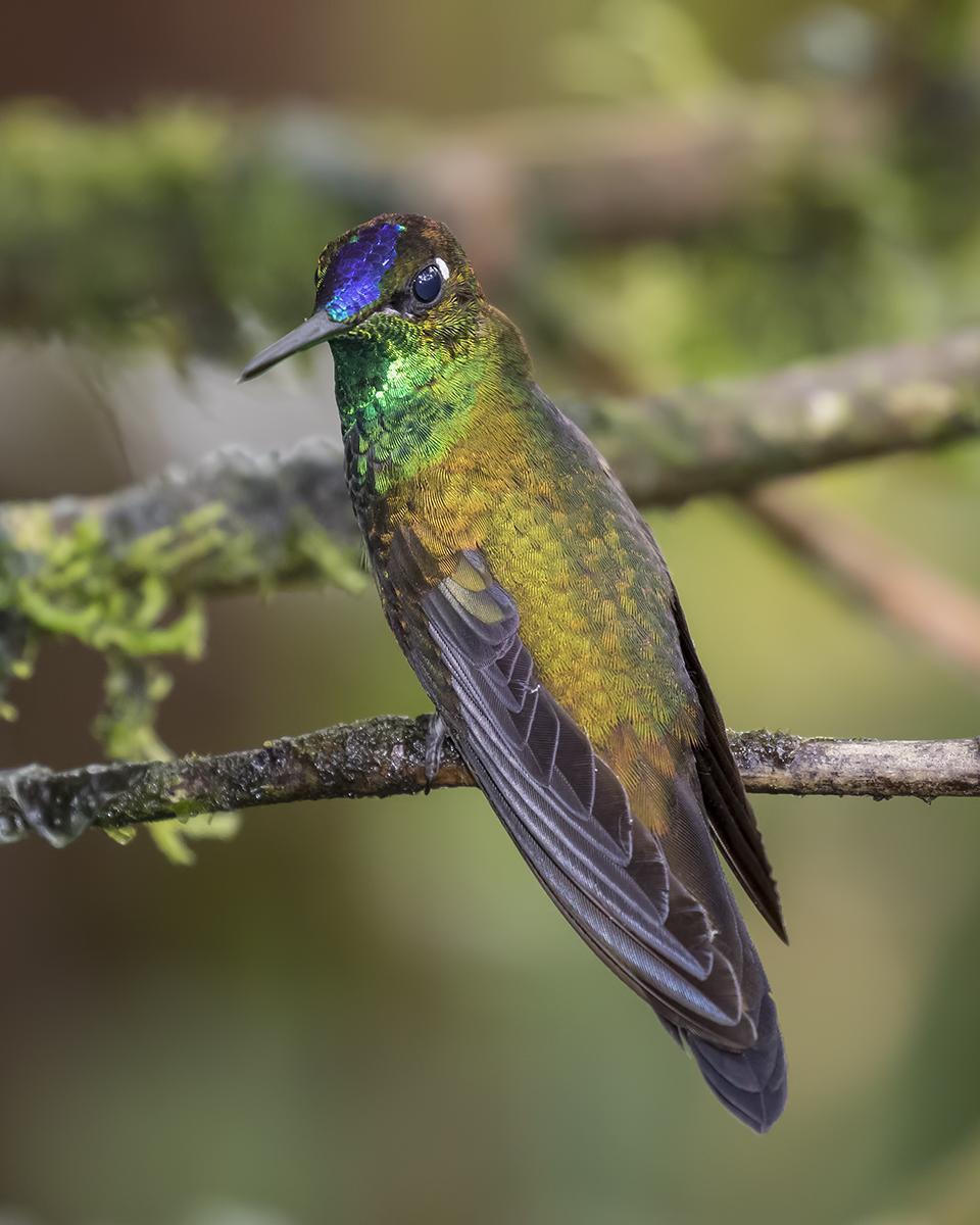 Violet-fronted Brilliant Photo by Peter Hawrylyshyn