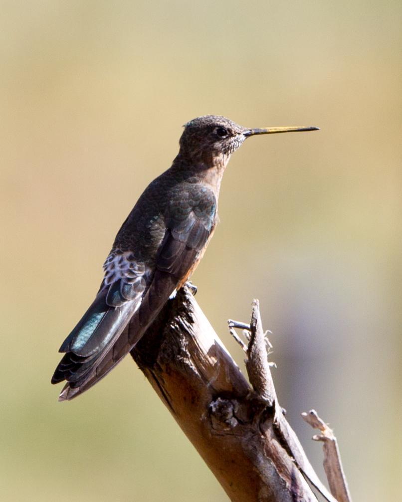Giant Hummingbird Photo by Kevin Berkoff