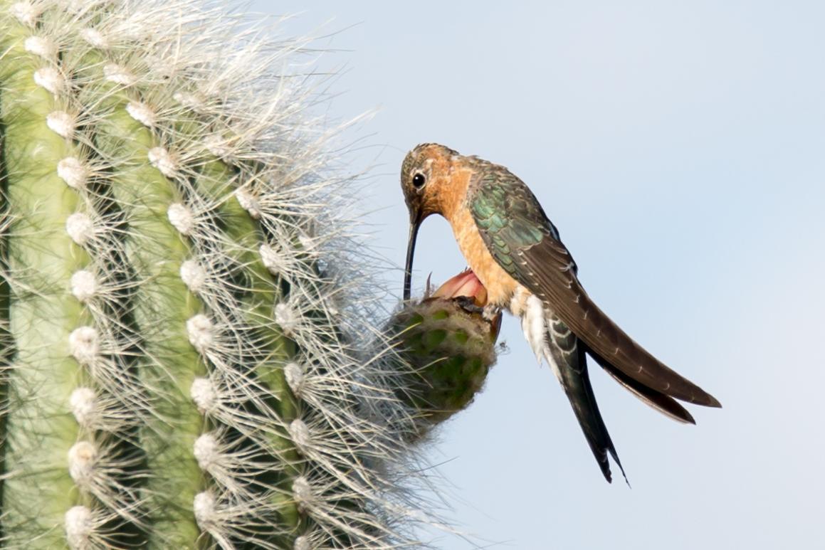 Giant Hummingbird Photo by David Harlow