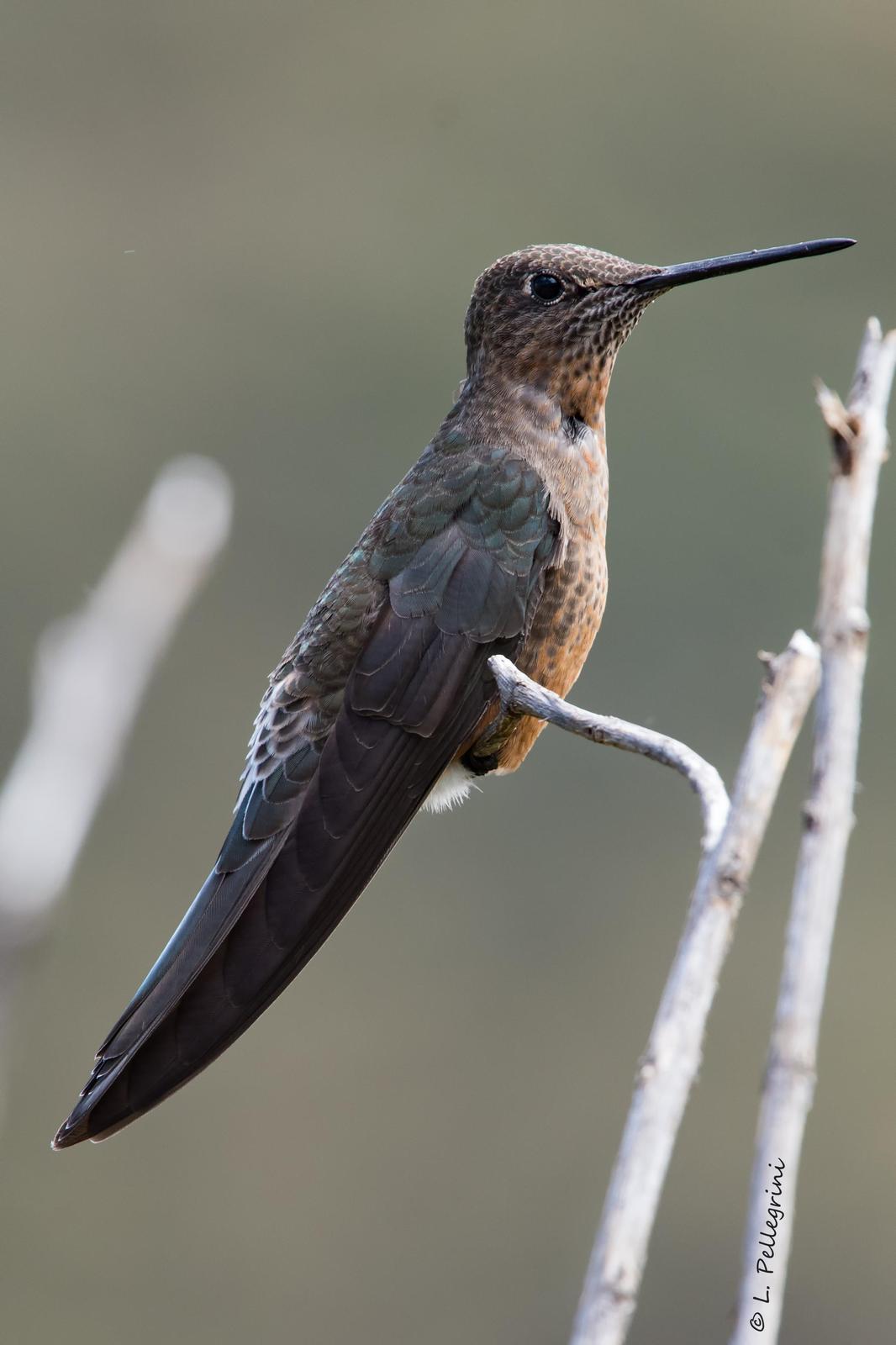 Giant Hummingbird Photo by Laurence Pellegrini