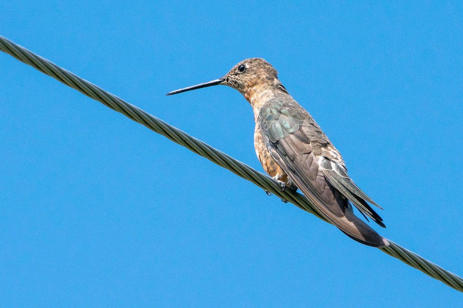 Giant Hummingbird Photo by Gerald Hoekstra