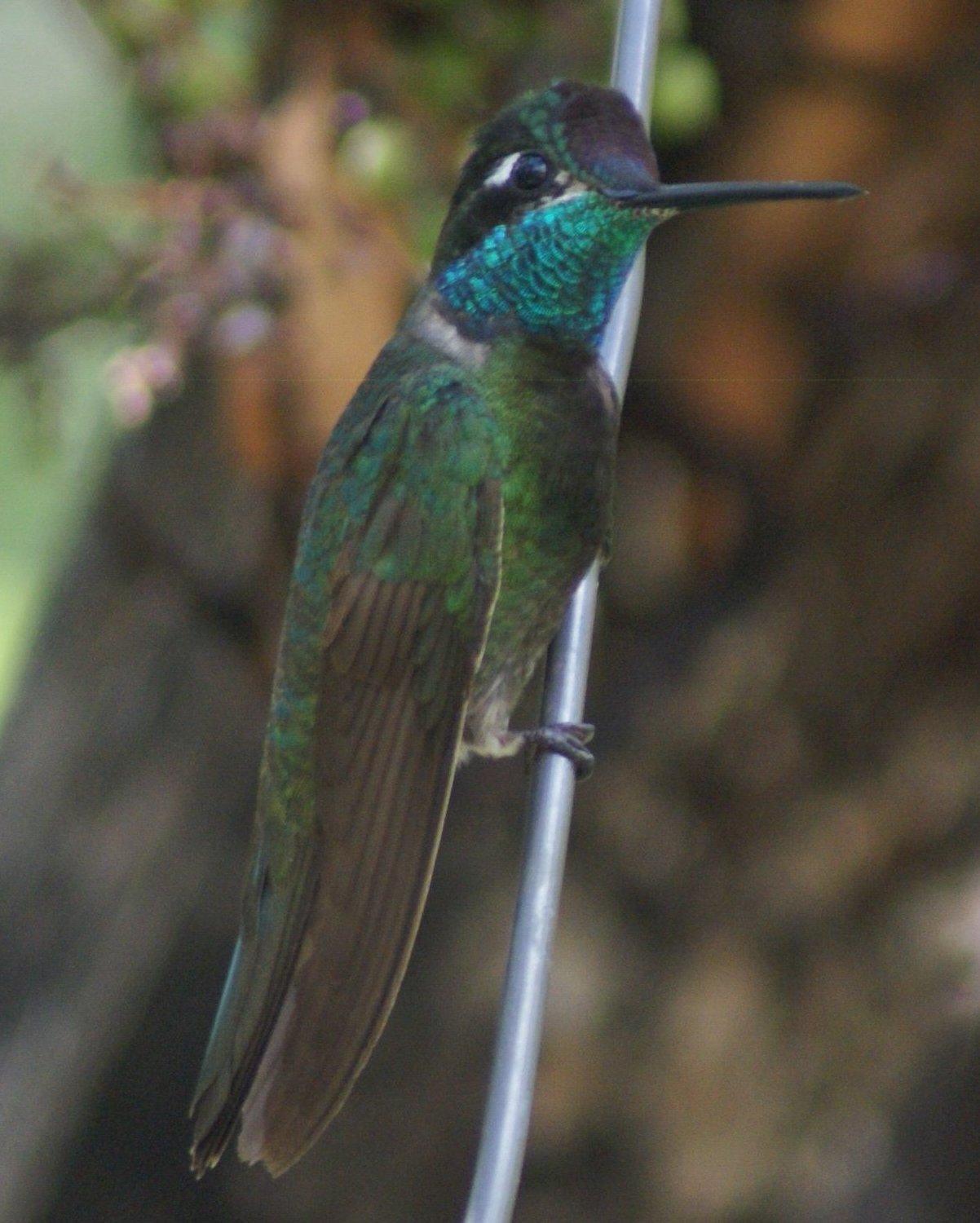 Rivoli's Hummingbird Photo by Robin Oxley