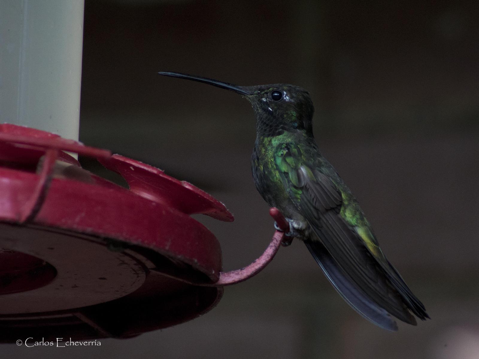 Rivoli's Hummingbird Photo by Carlos Echeverría
