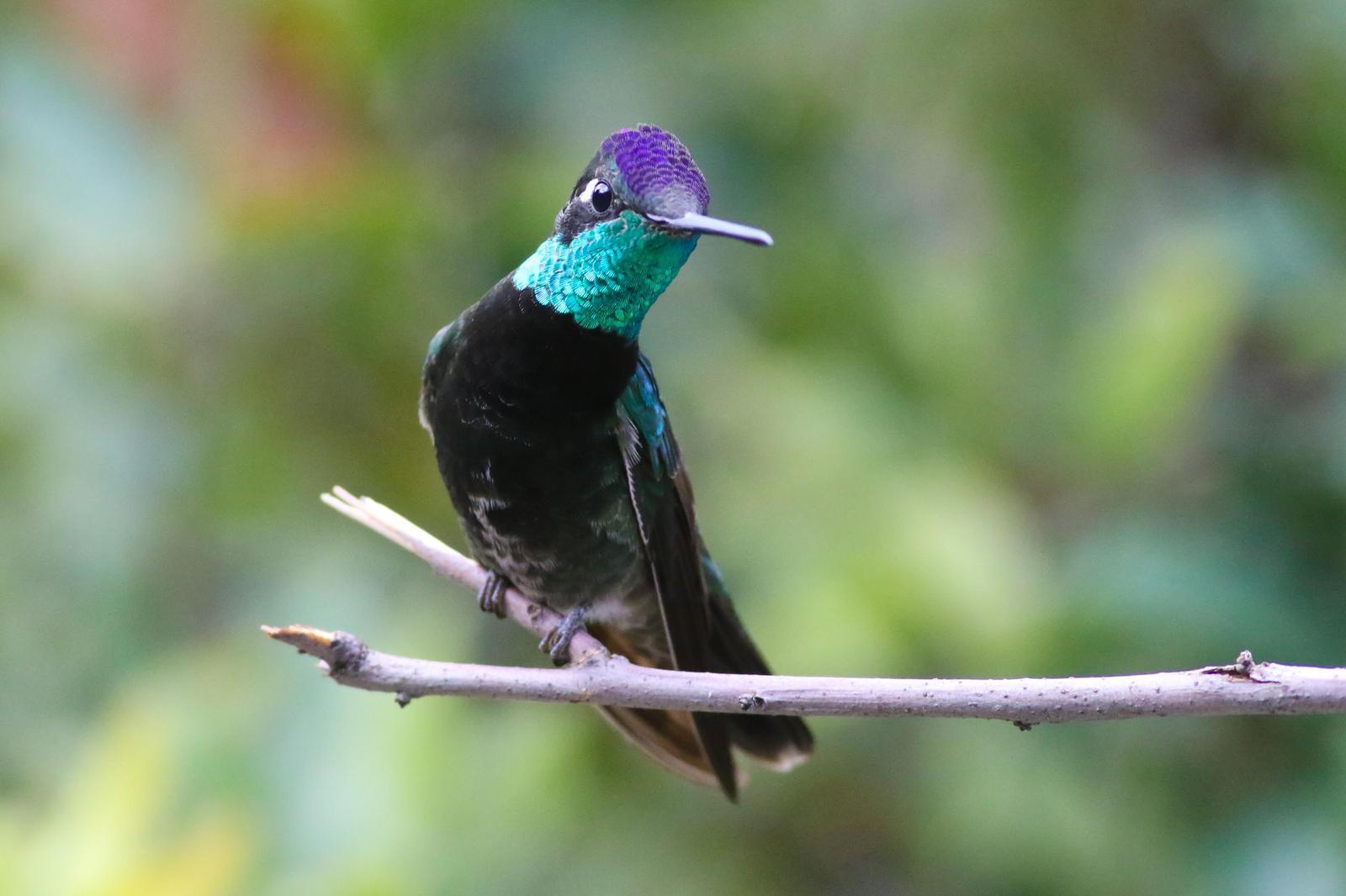 Rivoli's Hummingbird Photo by Tom Ford-Hutchinson