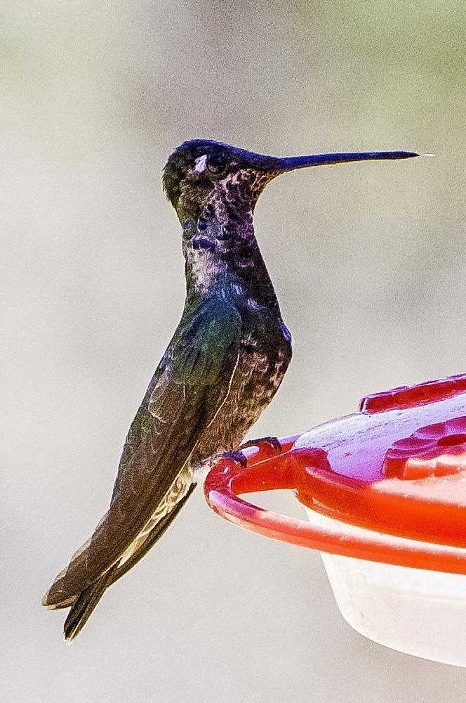 Rivoli's Hummingbird Photo by Mason Rose