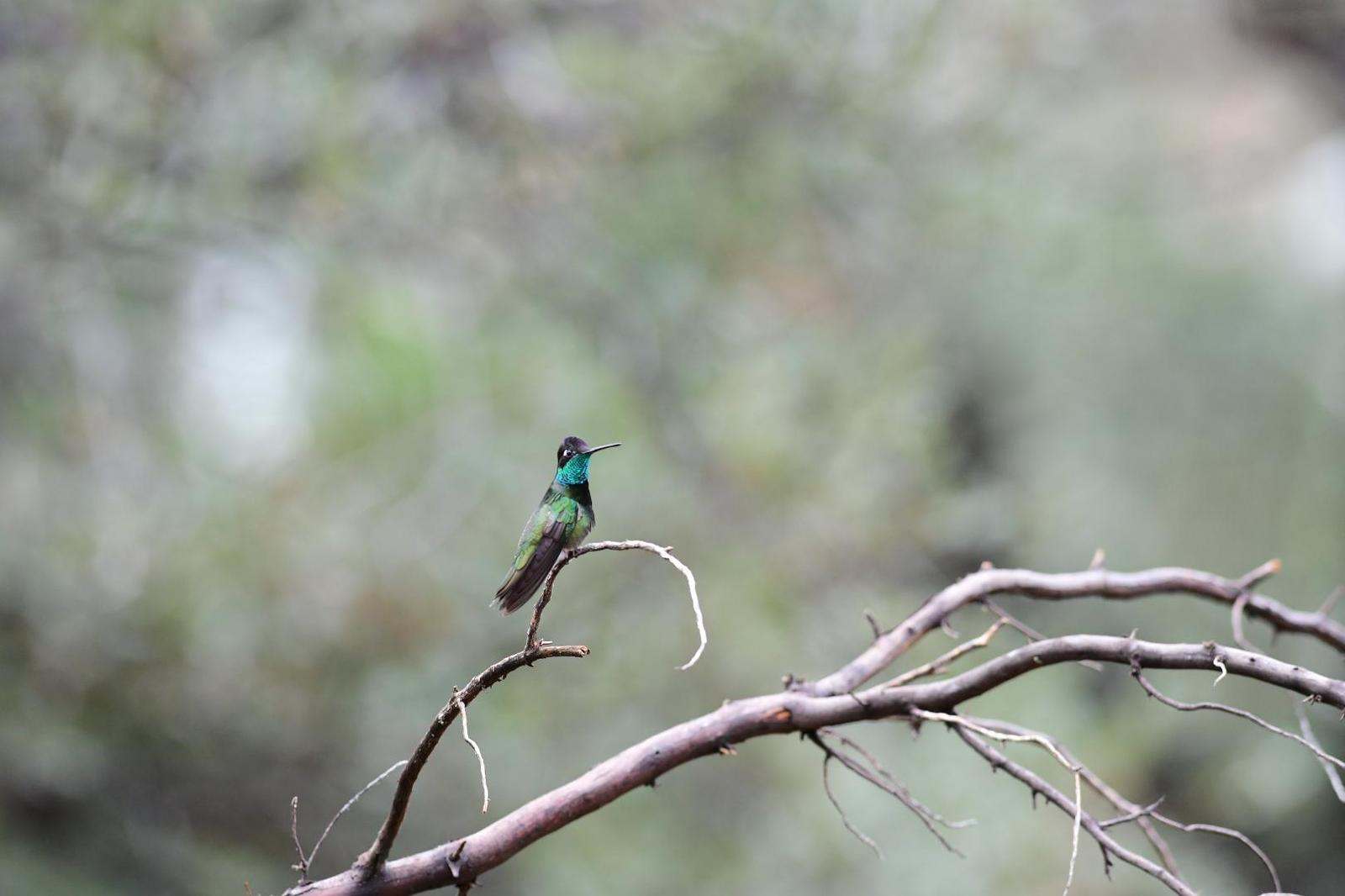 Rivoli's Hummingbird Photo by Jacob Zadik