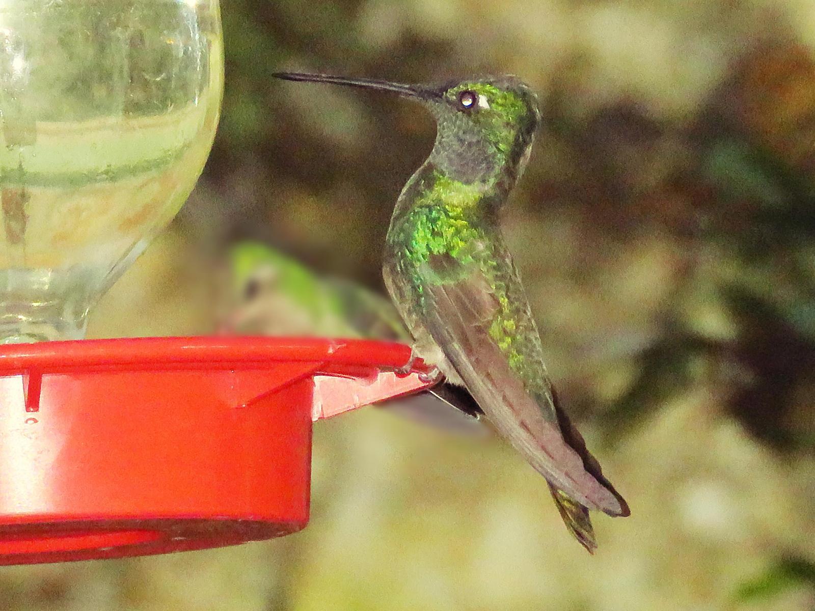 Rivoli's Hummingbird Photo by Bob Neugebauer