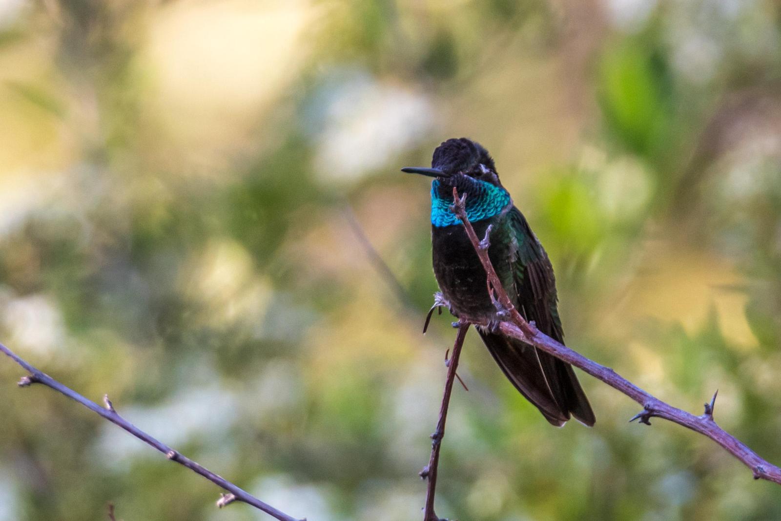 Rivoli's Hummingbird Photo by Layton  Rikkers