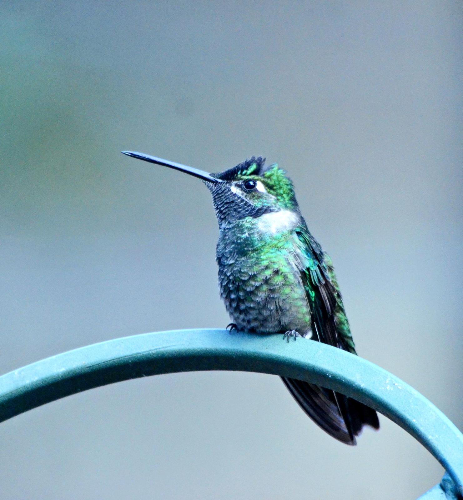 Rivoli's Hummingbird Photo by Steven Mlodinow