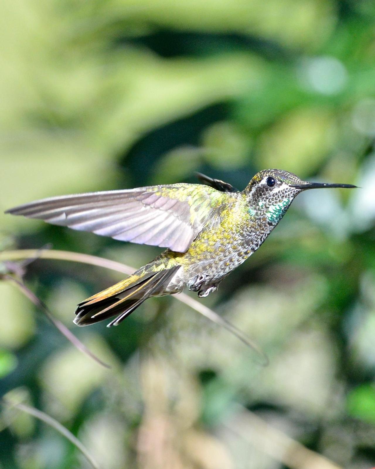 Rivoli's Hummingbird Photo by Gerald Friesen