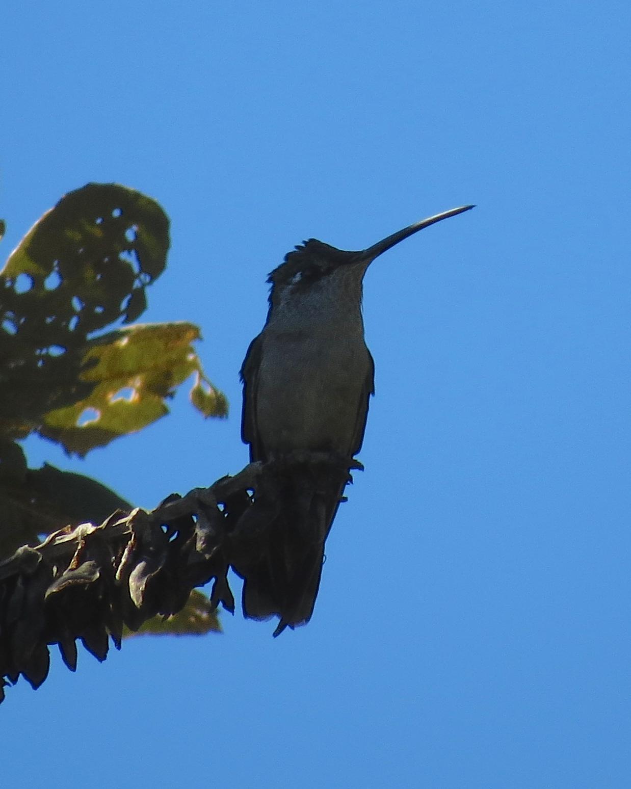 Rivoli's Hummingbird Photo by John van Dort