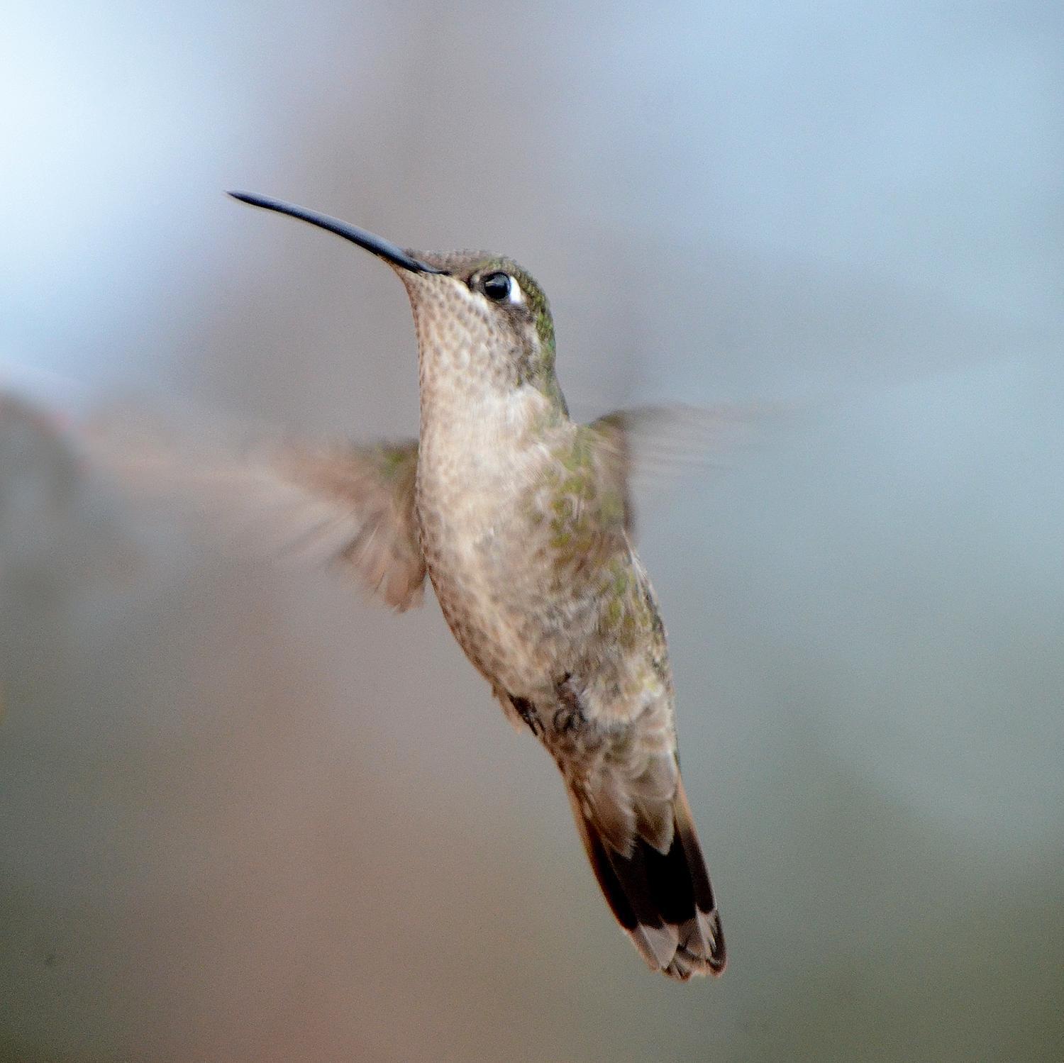 Rivoli's Hummingbird Photo by Steven Mlodinow