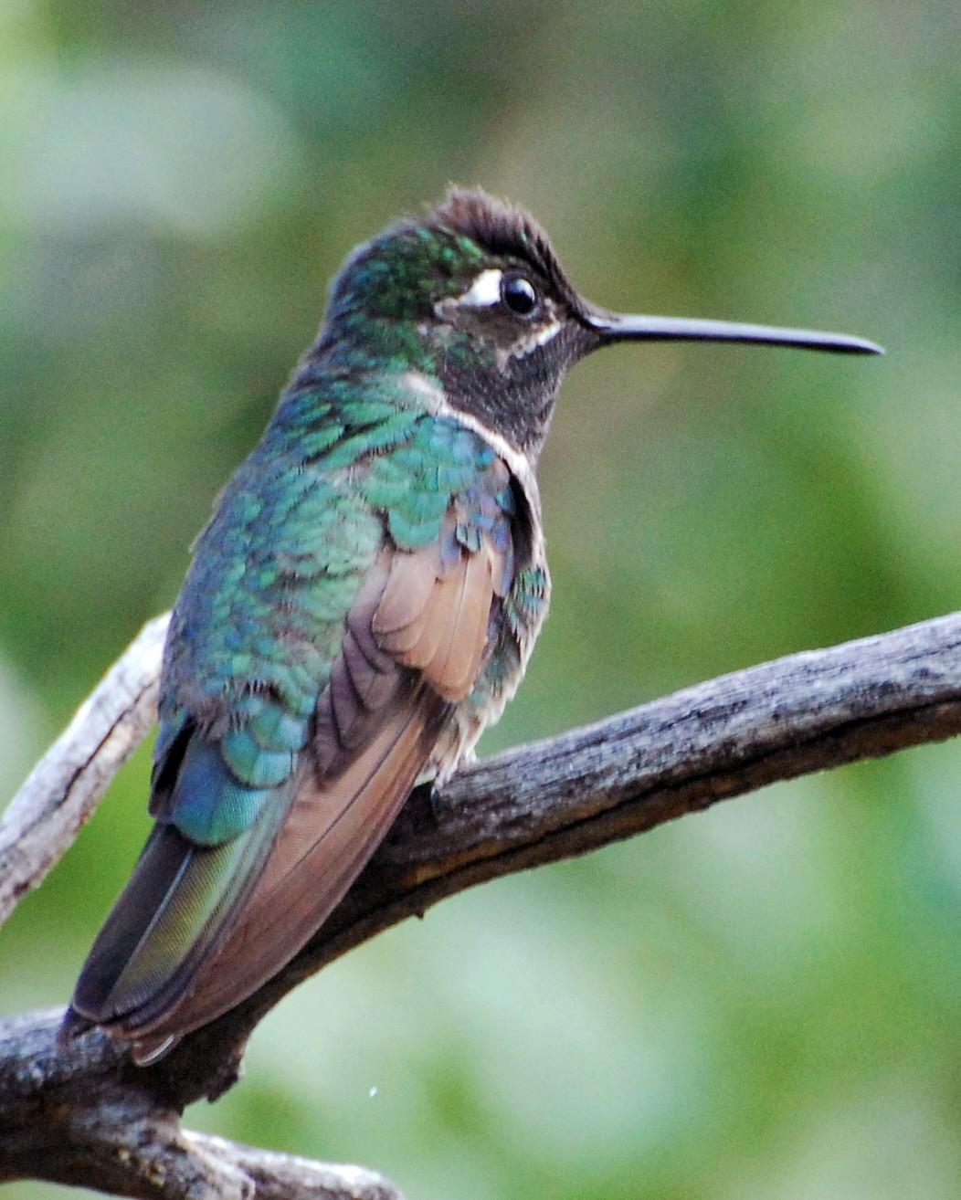 Talamanca Hummingbird Photo by David Hollie