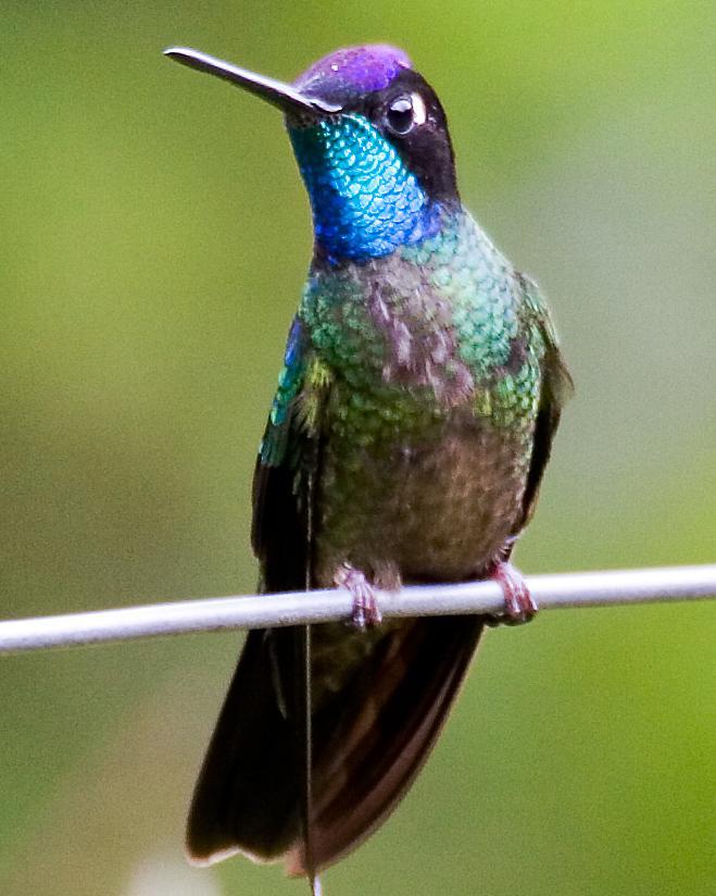 Talamanca Hummingbird Photo by Matthew P. Alexander
