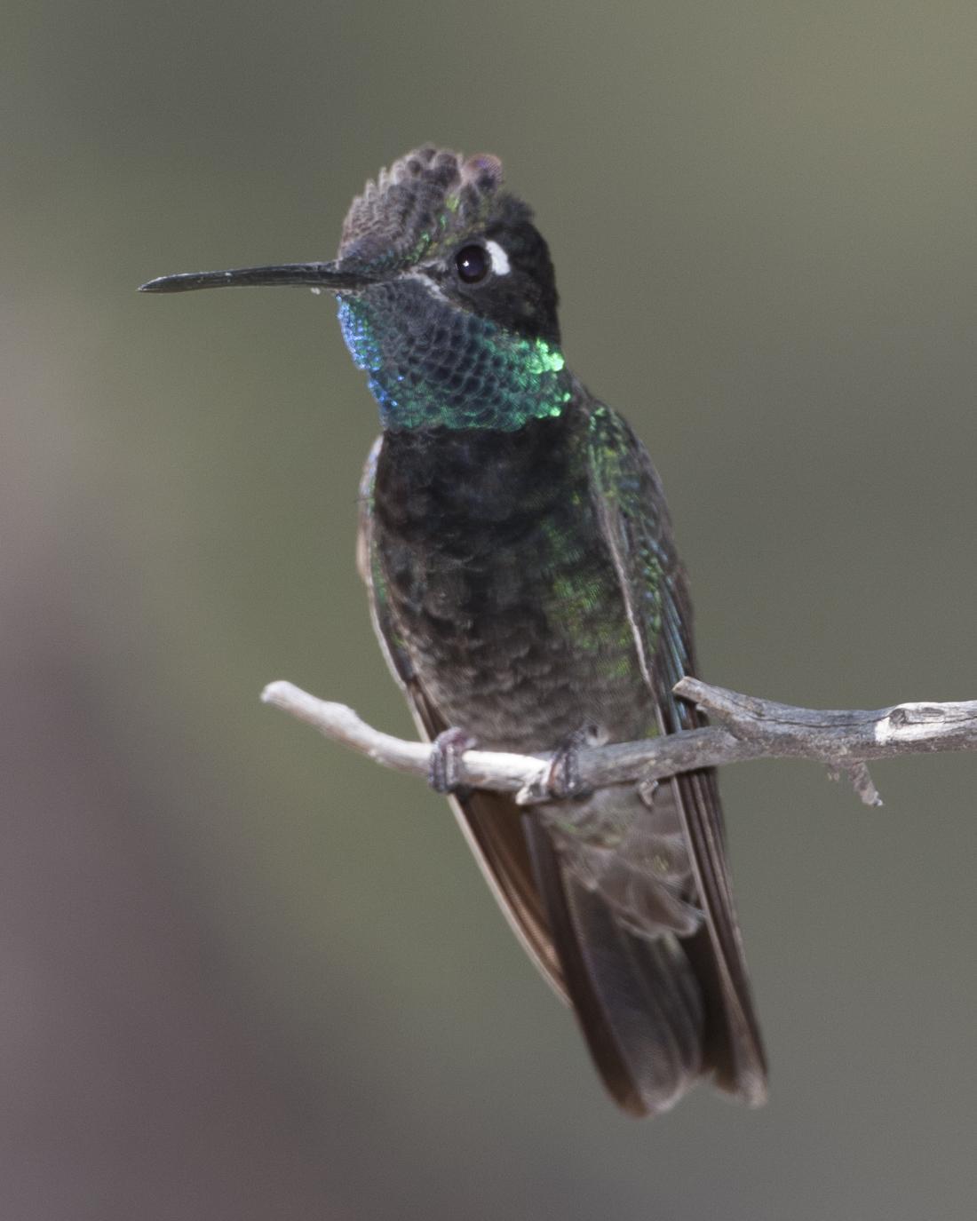 Talamanca Hummingbird Photo by Jeff Moore