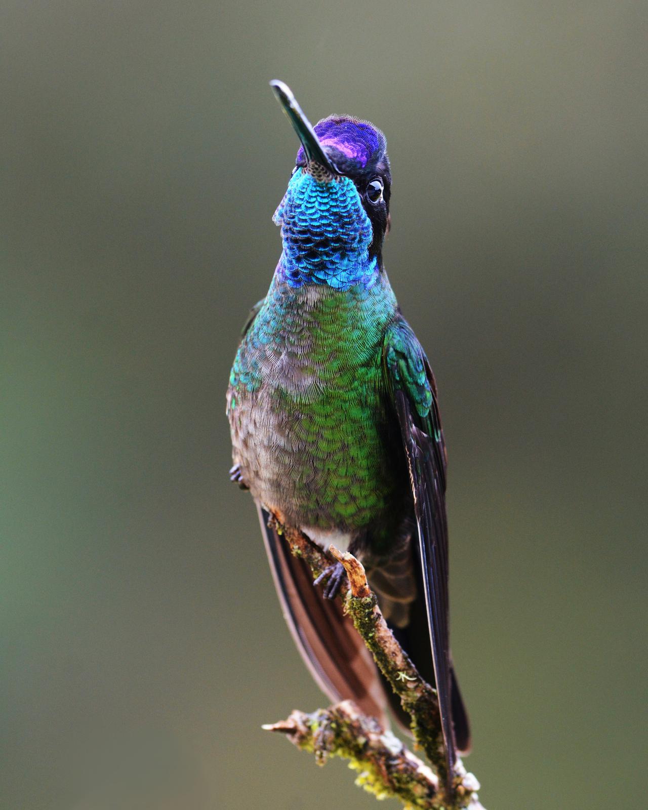 Talamanca Hummingbird Photo by David Hollie