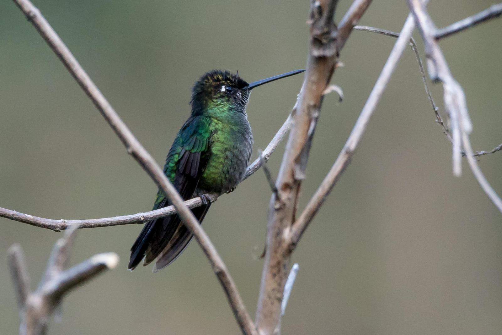 Talamanca Hummingbird Photo by Gerald Hoekstra