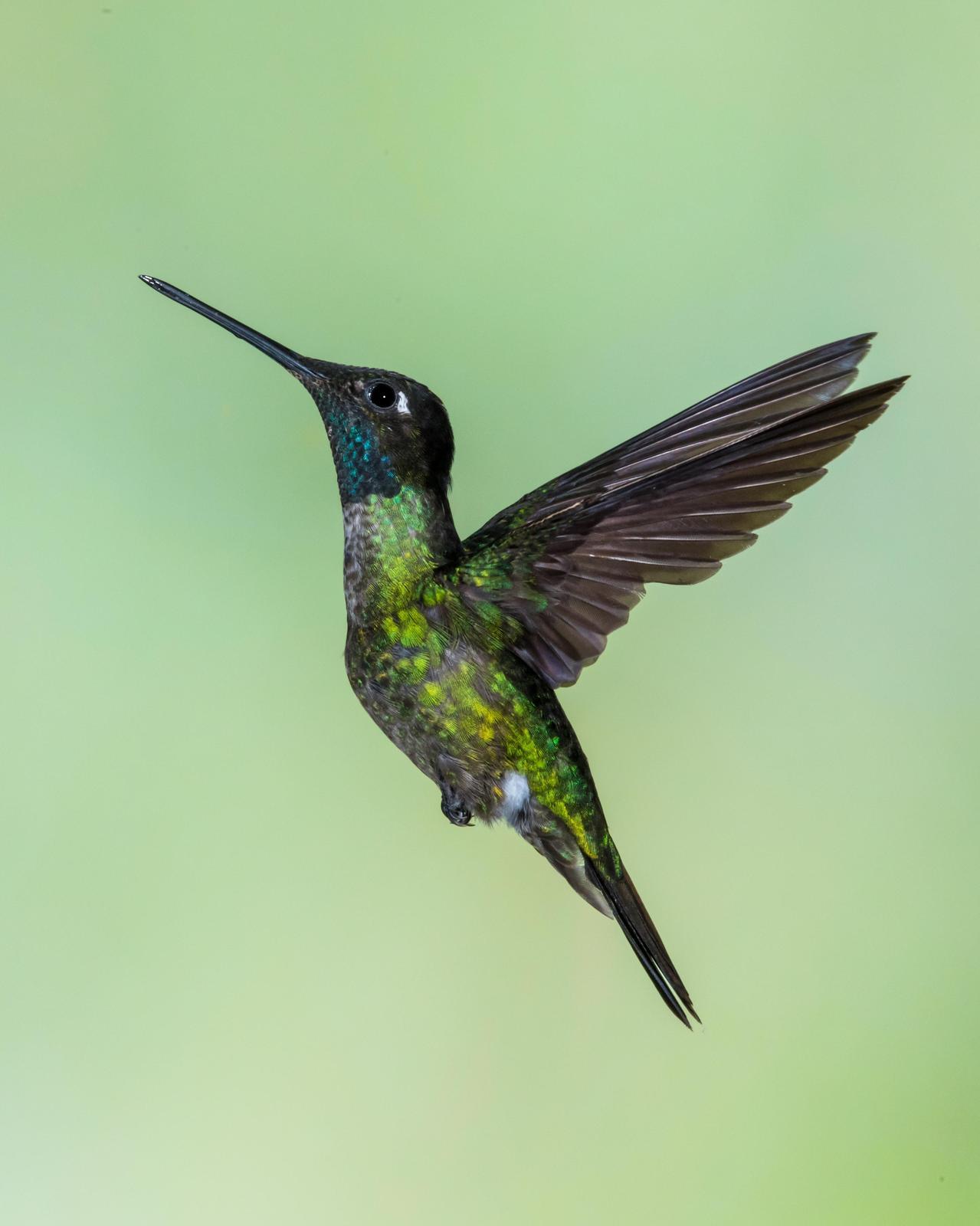 Talamanca Hummingbird Photo by Harold Davis