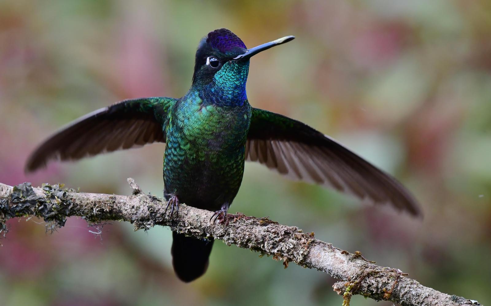 Talamanca Hummingbird Photo by Gareth Rasberry