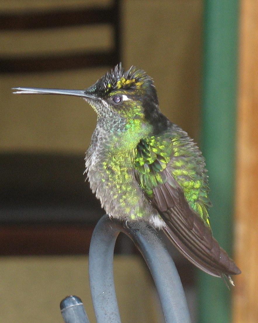 Talamanca Hummingbird Photo by David Vander Pluym