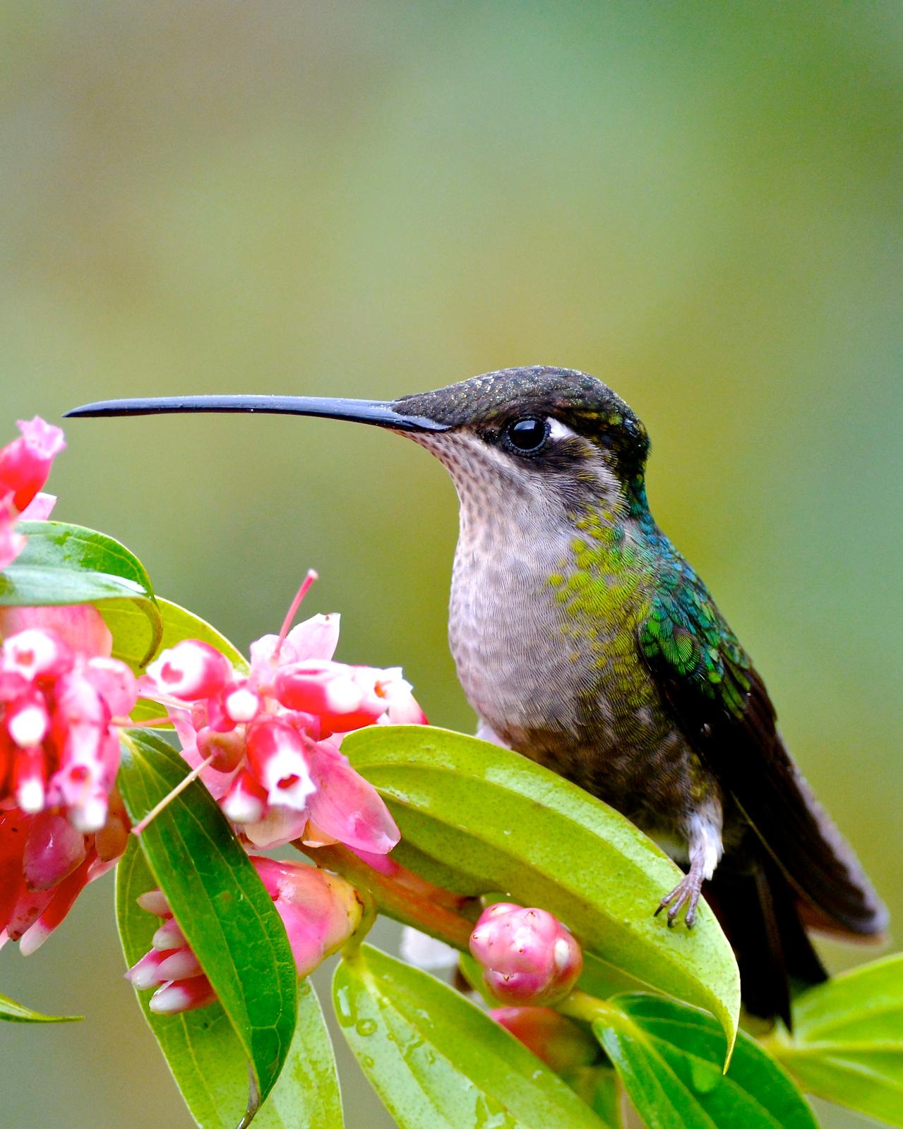 Talamanca Hummingbird Photo by Gerald Friesen