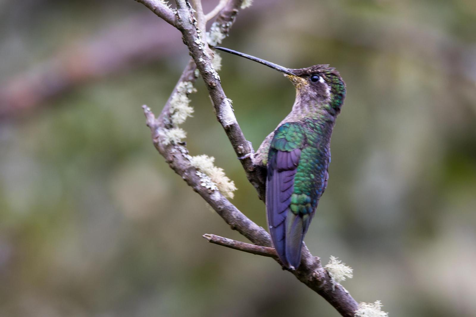Talamanca Hummingbird Photo by Gerald Hoekstra