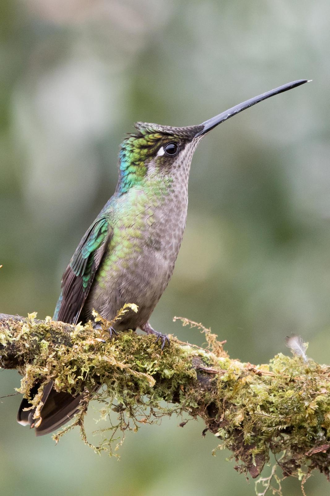 Talamanca Hummingbird Photo by Ashley Bradford
