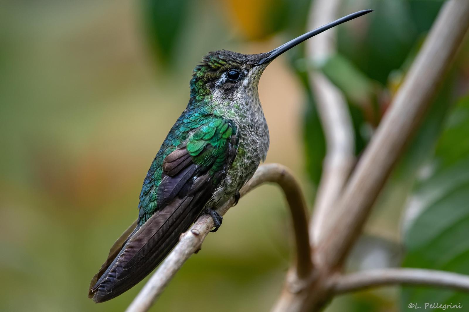Talamanca Hummingbird Photo by Laurence Pellegrini