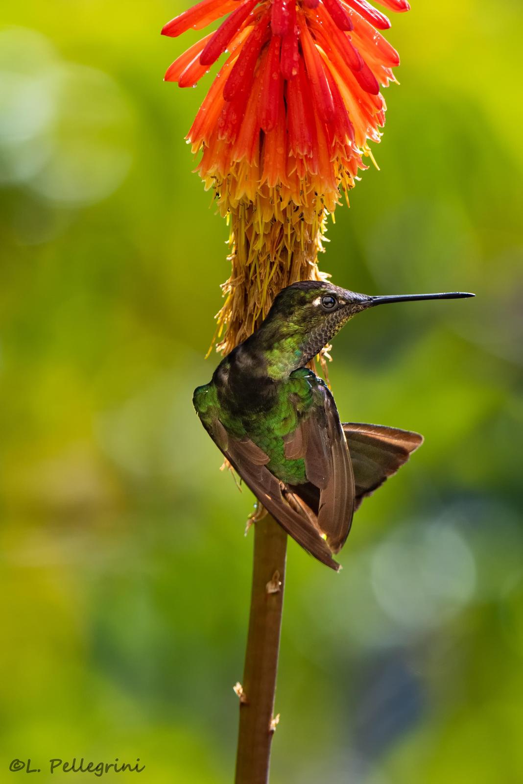 Talamanca Hummingbird Photo by Laurence Pellegrini