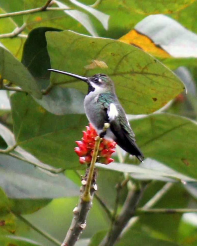 Long-billed Starthroat Photo by Molly Wollam