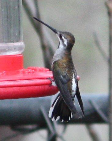 Plain-capped Starthroat Photo by Andrew Core